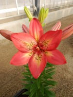 [4017 Arsenal No102.JPG]